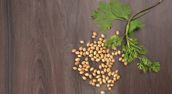 Kuru kişniş tohumları ve yeşil taze kişniş yaprakları Asya mutfağında ünlü baharatlar..