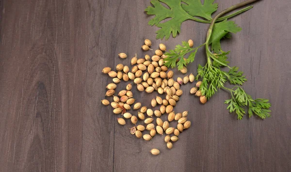 Kuru kişniş tohumları ve yeşil taze kişniş yaprakları Asya mutfağında ünlü baharatlar..
