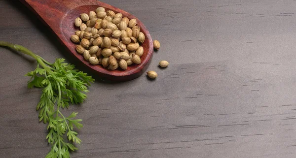 Kuru kişniş tohumları ile küçük bambu kaşığı ve yeşil taze demet kişniş yaprakları, Asya mutfağında ünlü baharatlar..