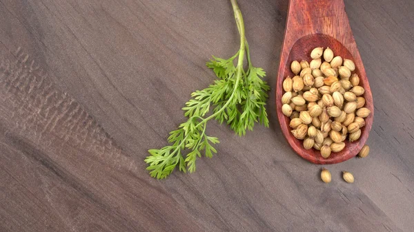 Kuru kişniş tohumları ile küçük bambu kaşığı ve yeşil taze demet kişniş yaprakları, Asya mutfağında ünlü baharatlar..