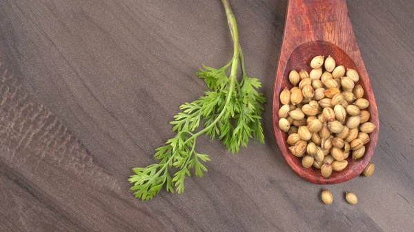 Dry Coriander Seeds Small Bamboo Spoon Green Fresh Bunch Coriander — Fotografia de Stock