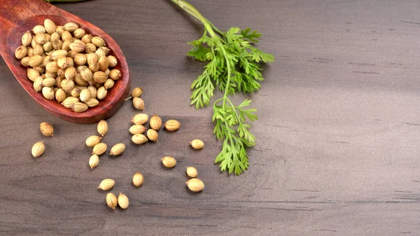 Kuru kişniş tohumları ile küçük bambu kaşığı ve yeşil taze demet kişniş yaprakları, Asya mutfağında ünlü baharatlar..