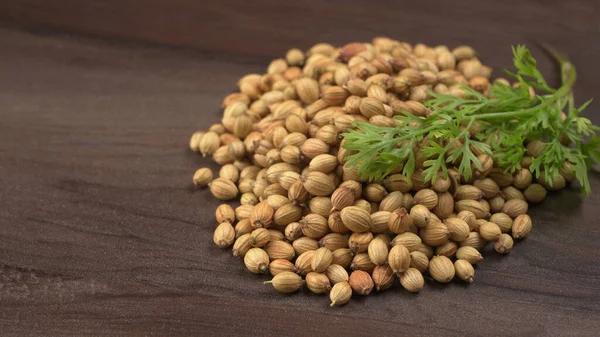 Dry Coriander Seeds Green Fresh Bunch Coriander Leaves Famous Spices — Stock Photo, Image