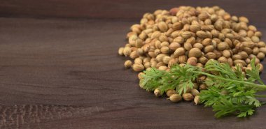 Kuru kişniş tohumları ve yeşil taze kişniş yaprakları Asya mutfağında ünlü baharatlar..