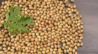 Kuru kişniş tohumları ve yeşil taze kişniş yaprakları Asya mutfağında ünlü baharatlar..