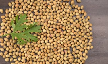 Kuru kişniş tohumları ve yeşil taze kişniş yaprakları Asya mutfağında ünlü baharatlar..