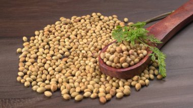 Kuru kişniş tohumları ile küçük bambu kaşığı ve yeşil taze demet kişniş yaprakları, Asya mutfağında ünlü baharatlar..