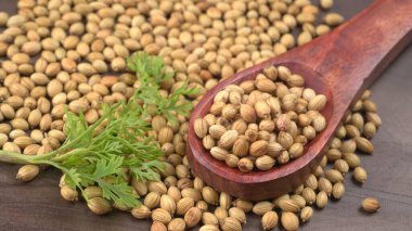 Kuru kişniş tohumları ile küçük bambu kaşığı ve yeşil taze demet kişniş yaprakları, Asya mutfağında ünlü baharatlar..