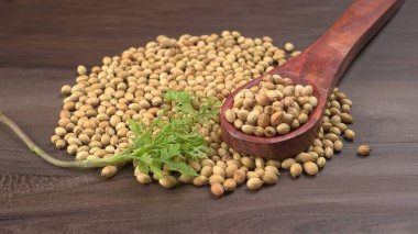 Kuru kişniş tohumları ile küçük bambu kaşığı ve yeşil taze demet kişniş yaprakları, Asya mutfağında ünlü baharatlar..