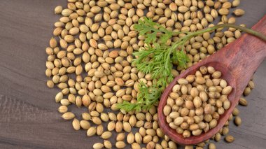 Kuru kişniş tohumları ile küçük bambu kaşığı ve yeşil taze demet kişniş yaprakları, Asya mutfağında ünlü baharatlar..