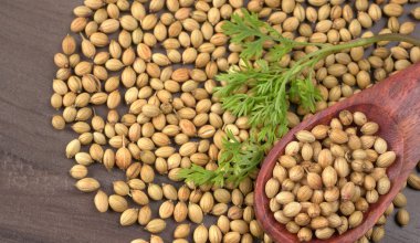 Kuru kişniş tohumları ile küçük bambu kaşığı ve yeşil taze demet kişniş yaprakları, Asya mutfağında ünlü baharatlar..