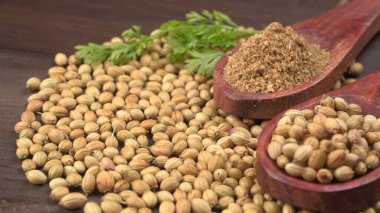 Kuru kişniş tohumları ile küçük bambu kaşıkları ve yeşil demet kişniş yaprakları, Asya mutfağında ünlü baharatlar..