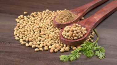 Kuru kişniş tohumları ile küçük bambu kaşıkları ve yeşil demet kişniş yaprakları, Asya mutfağında ünlü baharatlar..
