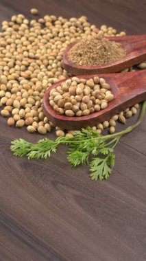 Kuru kişniş tohumları ile küçük bambu kaşıkları ve yeşil demet kişniş yaprakları, Asya mutfağında ünlü baharatlar..