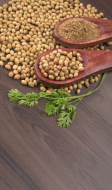 Kuru kişniş tohumları ile küçük bambu kaşıkları ve yeşil demet kişniş yaprakları, Asya mutfağında ünlü baharatlar..