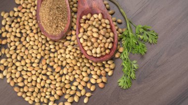 Kuru kişniş tohumları ile küçük bambu kaşıkları ve yeşil demet kişniş yaprakları, Asya mutfağında ünlü baharatlar..