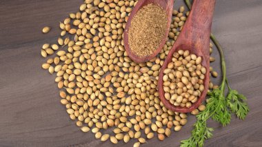 Kuru kişniş tohumları ile küçük bambu kaşıkları ve yeşil demet kişniş yaprakları, Asya mutfağında ünlü baharatlar..