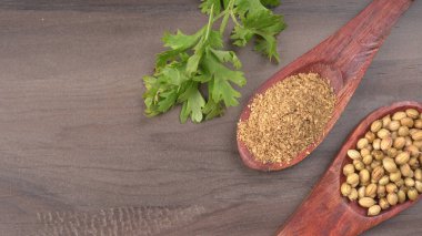 Kuru kişniş tohumları ile küçük bambu kaşıkları ve yeşil demet kişniş yaprakları, Asya mutfağında ünlü baharatlar..