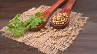 Kuru kişniş tohumları ile küçük bambu kaşıkları ve yeşil demet kişniş yaprakları, Asya mutfağında ünlü baharatlar..