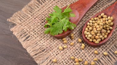 Kuru kişniş tohumları ile küçük bambu kaşıkları ve yeşil demet kişniş yaprakları, Asya mutfağında ünlü baharatlar..