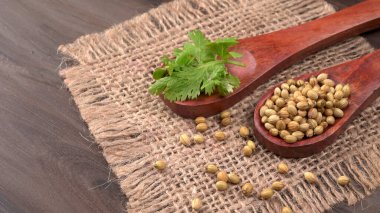 Kuru kişniş tohumları ile küçük bambu kaşıkları ve yeşil demet kişniş yaprakları, Asya mutfağında ünlü baharatlar..