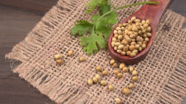 Kuru kişniş tohumları ile küçük bambu kaşığı ve yeşil taze demet kişniş yaprakları, Asya mutfağında ünlü baharatlar..