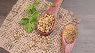 Kuru kişniş tohumları ile küçük bambu kaşıkları ve yeşil demet kişniş yaprakları, Asya mutfağında ünlü baharatlar..