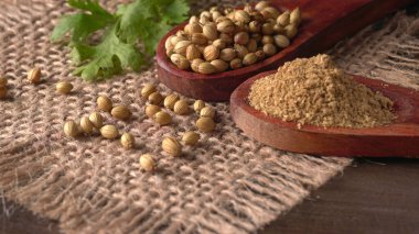 Kuru kişniş tohumları ile küçük bambu kaşıkları ve yeşil demet kişniş yaprakları, Asya mutfağında ünlü baharatlar..