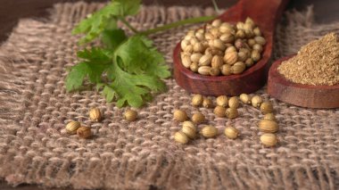 Kuru kişniş tohumları ile küçük bambu kaşıkları ve yeşil demet kişniş yaprakları, Asya mutfağında ünlü baharatlar..