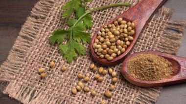 Kuru kişniş tohumları ile küçük bambu kaşıkları ve yeşil demet kişniş yaprakları, Asya mutfağında ünlü baharatlar..