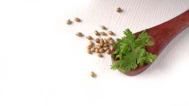 Kuru kişniş tohumları ile küçük bambu kaşığı ve yeşil taze demet kişniş yaprakları, Asya mutfağında ünlü baharatlar..