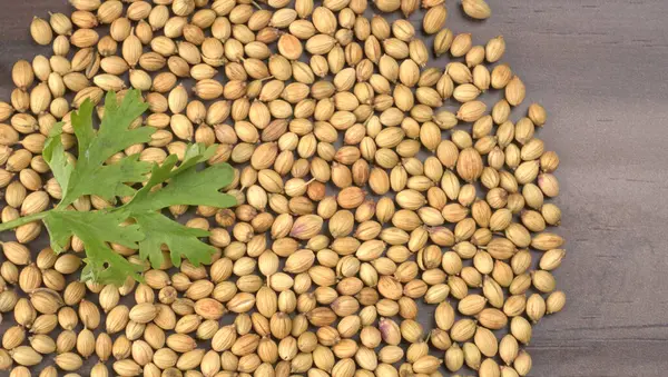 Kuru kişniş tohumları ve yeşil taze kişniş yaprakları Asya mutfağında ünlü baharatlar..