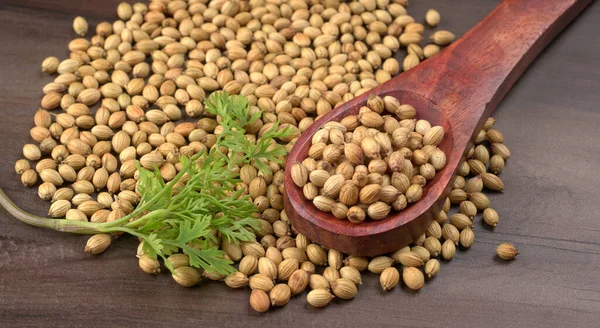 Kuru kişniş tohumları ile küçük bambu kaşığı ve yeşil taze demet kişniş yaprakları, Asya mutfağında ünlü baharatlar..