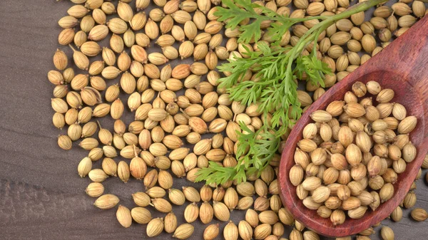 Kuru kişniş tohumları ile küçük bambu kaşığı ve yeşil taze demet kişniş yaprakları, Asya mutfağında ünlü baharatlar..