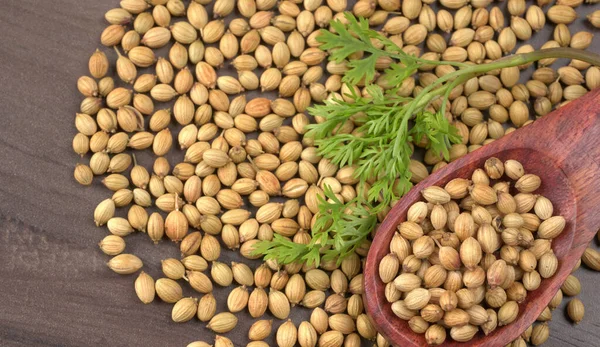 Kuru kişniş tohumları ile küçük bambu kaşığı ve yeşil taze demet kişniş yaprakları, Asya mutfağında ünlü baharatlar..