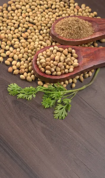 Kuru kişniş tohumları ile küçük bambu kaşıkları ve yeşil demet kişniş yaprakları, Asya mutfağında ünlü baharatlar..