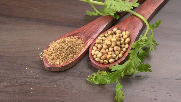 Kuru kişniş tohumları ile küçük bambu kaşıkları ve yeşil demet kişniş yaprakları, Asya mutfağında ünlü baharatlar..