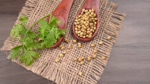 Kuru kişniş tohumları ile küçük bambu kaşıkları ve yeşil demet kişniş yaprakları, Asya mutfağında ünlü baharatlar..
