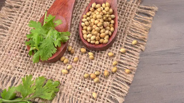 Kuru kişniş tohumları ile küçük bambu kaşıkları ve yeşil demet kişniş yaprakları, Asya mutfağında ünlü baharatlar..