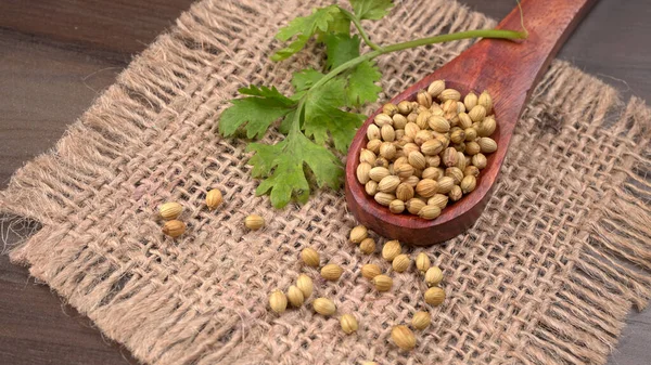Kuru kişniş tohumları ile küçük bambu kaşığı ve yeşil taze demet kişniş yaprakları, Asya mutfağında ünlü baharatlar..