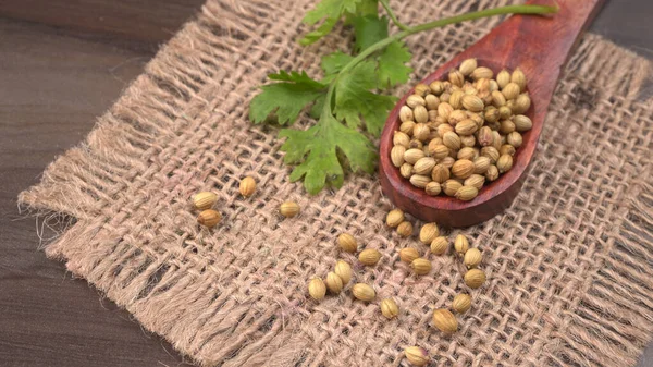 Kuru kişniş tohumları ile küçük bambu kaşığı ve yeşil taze demet kişniş yaprakları, Asya mutfağında ünlü baharatlar..