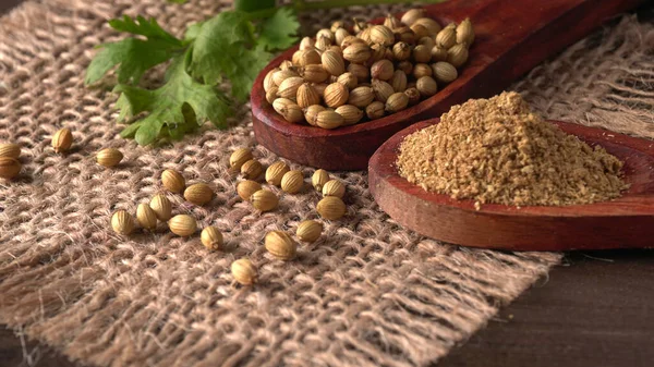 Dry Coriander Seeds Small Bamboo Spoons Green Fresh Bunch Coriander — Fotografia de Stock