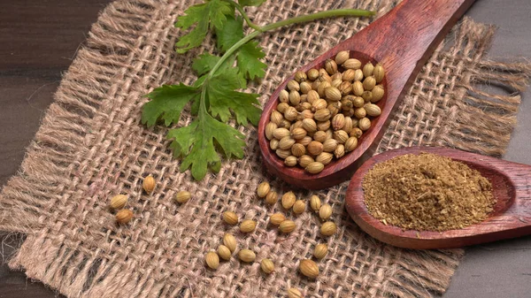 Kuru kişniş tohumları ile küçük bambu kaşıkları ve yeşil demet kişniş yaprakları, Asya mutfağında ünlü baharatlar..