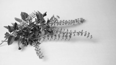 Taze yeşil yapraklı bitki, Hint baharatlarının siyah beyaz görüntüsü. 