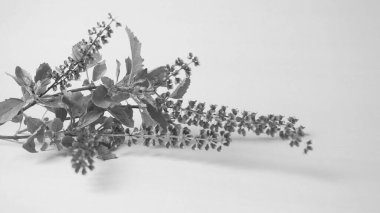 Taze yeşil yapraklı bitki, Hint baharatlarının siyah beyaz görüntüsü. 