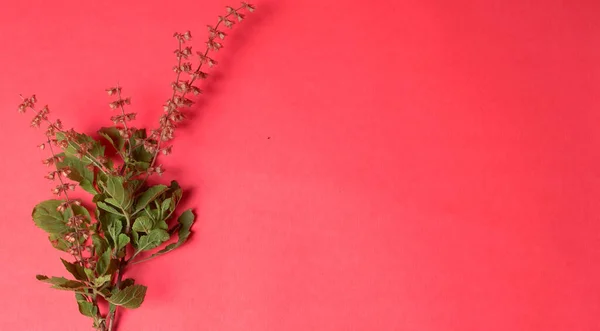 Fresh Green Leafy Plant Red Background Indian Spices Closeup — 스톡 사진