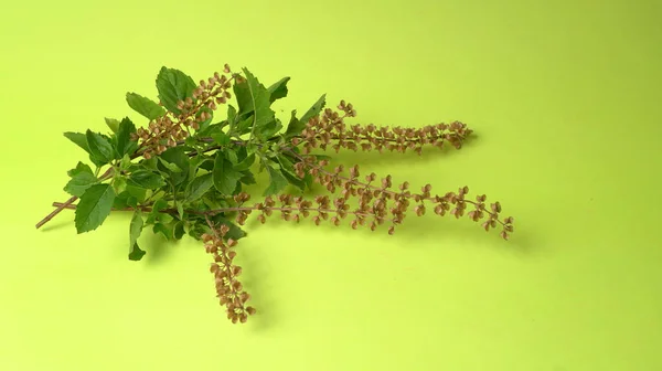 Fresh Green Leafy Plant Green Background Indian Spices Closeup — 스톡 사진