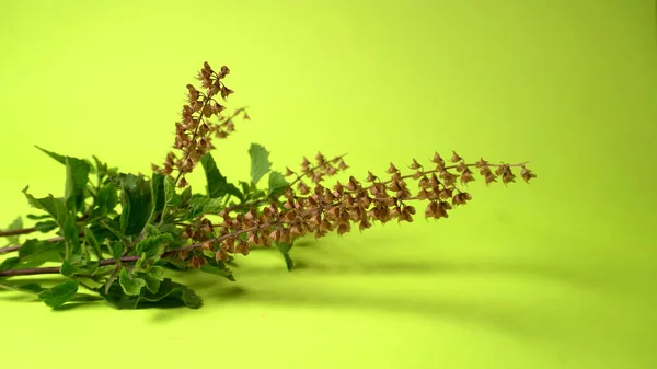 Fresh Green Leafy Plant Green Background Indian Spices Closeup — 스톡 사진