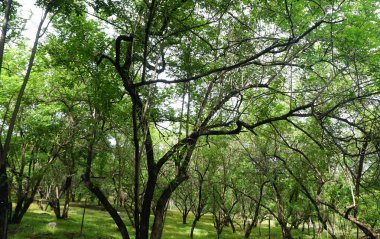 Yaz parkında gündüz vakti yeşil ağaçlar ve bitkiler 