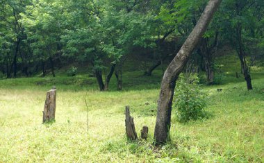 Yaz parkında gündüz vakti yeşil ağaçlar ve bitkiler 